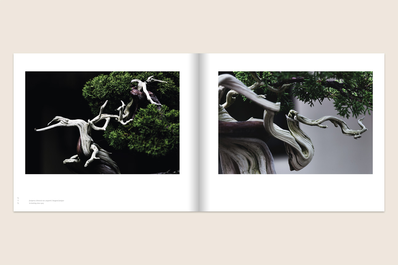 02_Bonsai_PhotographySpread