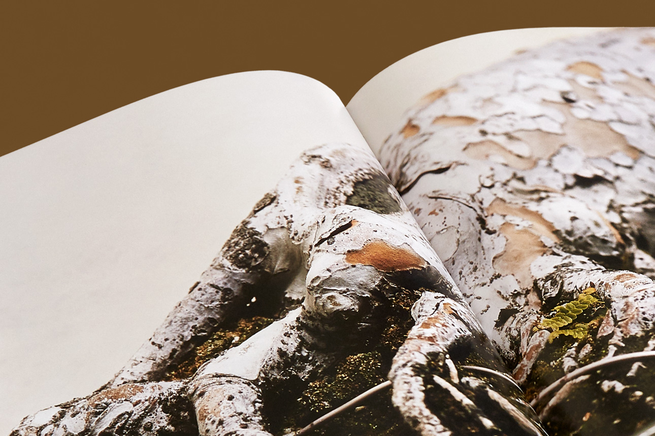 03_Bonsai_CloseUpSpread_Alt