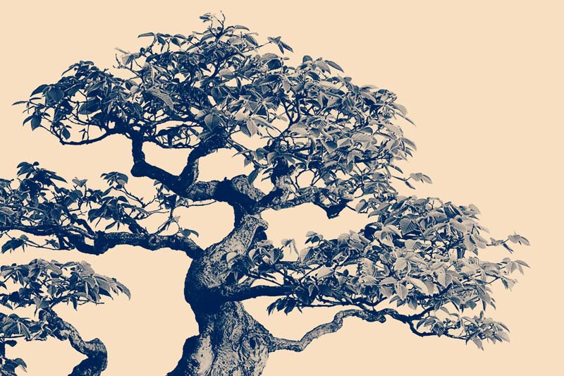 National Bonsai Foundation